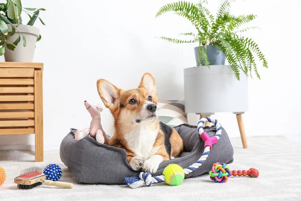 depositphotos_421404534-stock-photo-cute-dog-different-pet-accessories